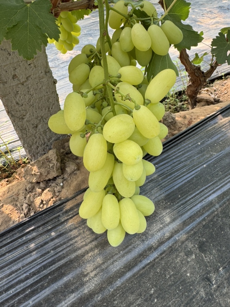 河北金蜜葡萄大棚已经上市！