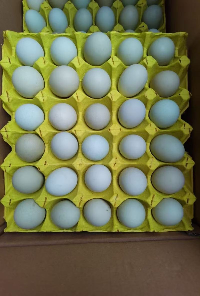 精品绿壳鸡蛋，质量保证一手货源，供超市电商批发市场