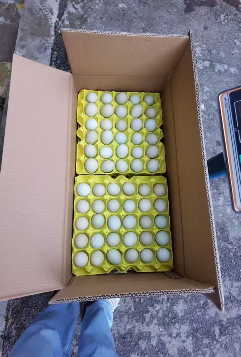 精品绿壳鸡蛋，质量保证一手货源，供超市电商批发市场