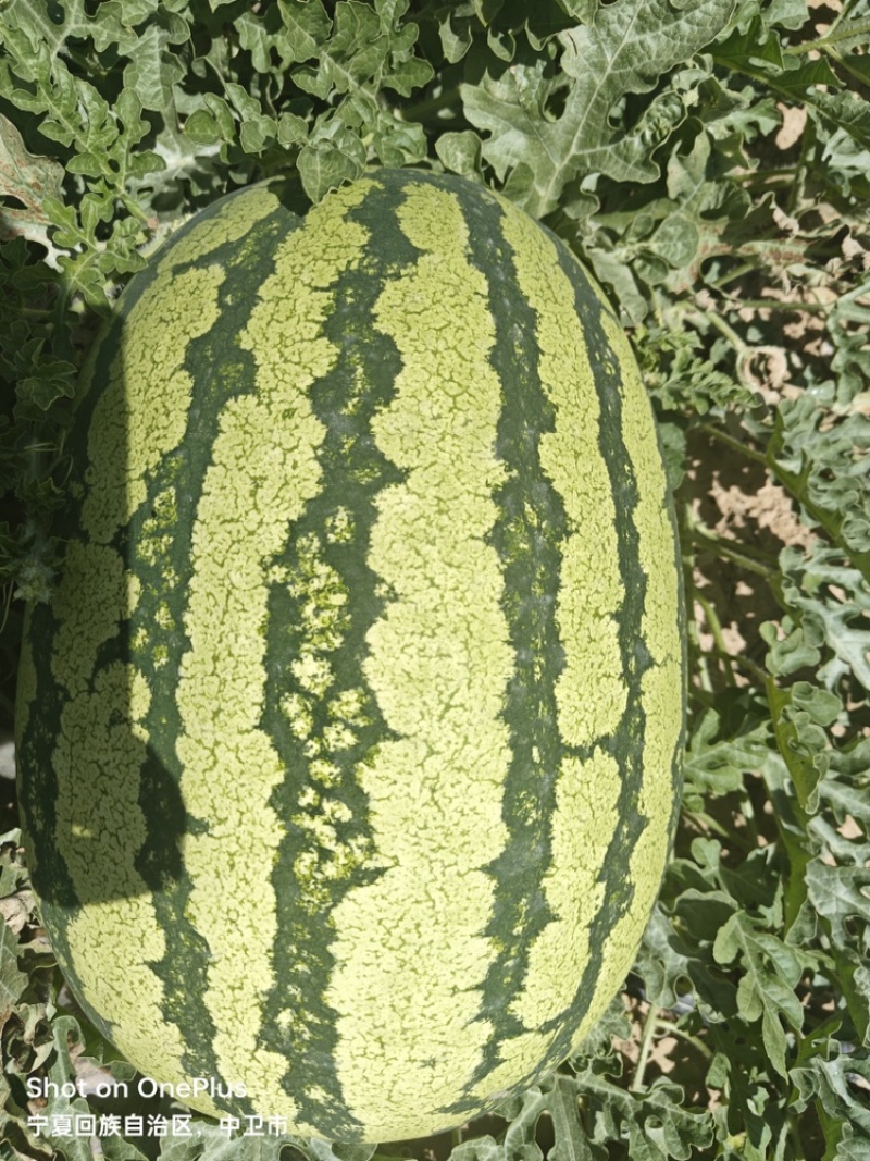 宁夏西瓜硒砂瓜皮薄肉多包熟包甜全国代发需要老板联系