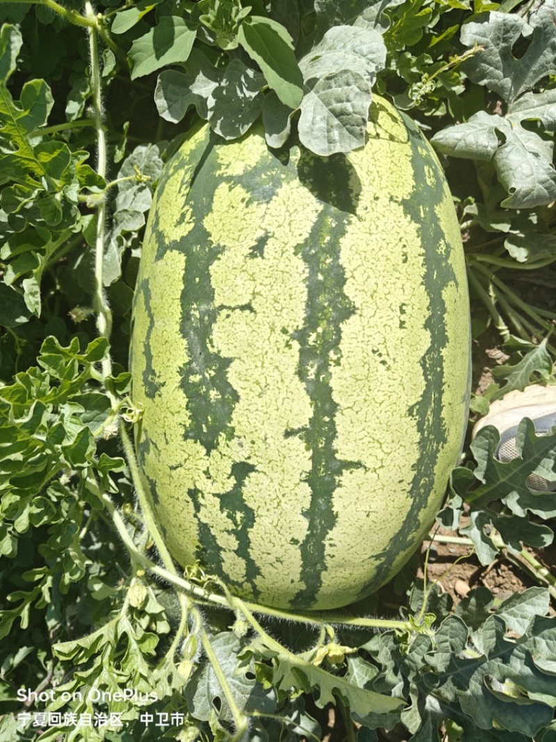 宁夏西瓜硒砂瓜皮薄肉多包熟包甜全国代发需要老板联系