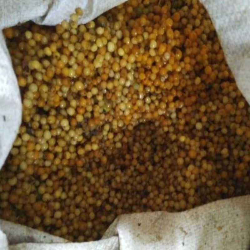 黄精种子，产地一手货源，量大优惠，欢迎新老客户前来合作
