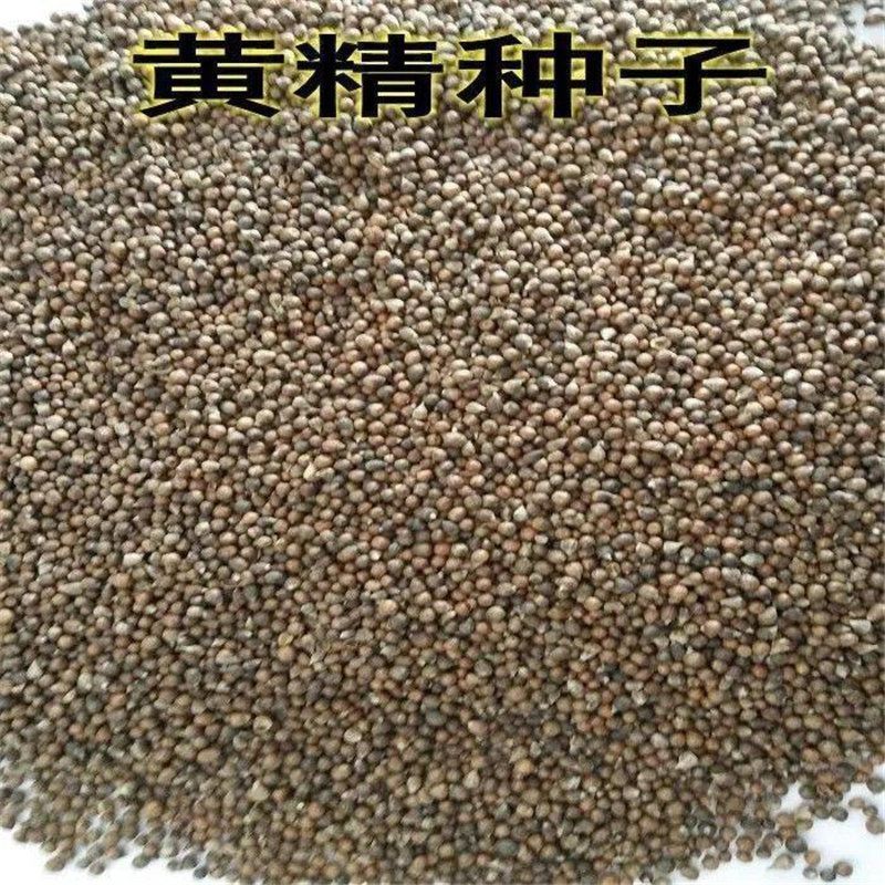 黄精种子，产地一手货源，量大优惠，欢迎新老客户前来合作
