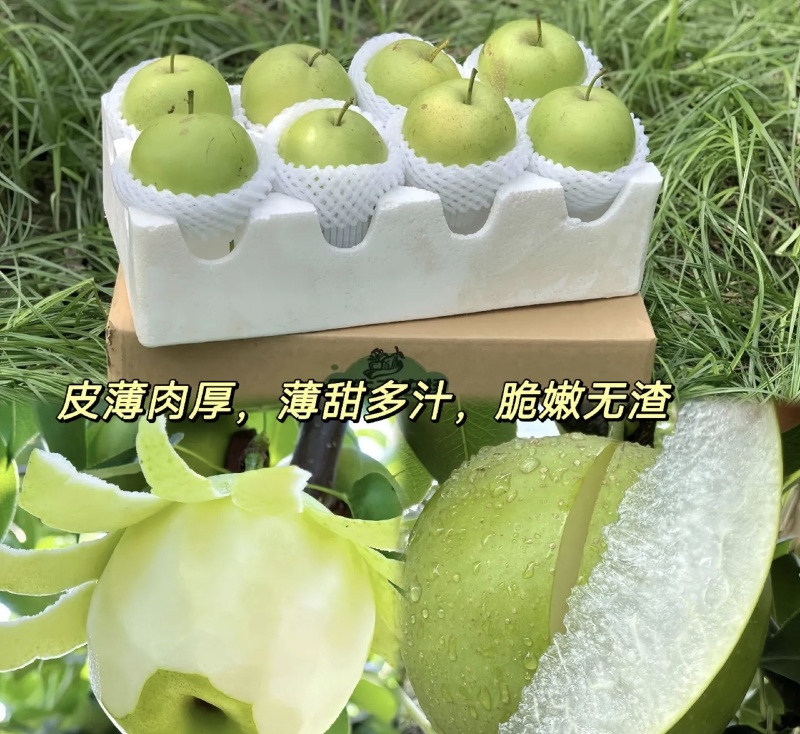 酥脆一号/翠玉/翠冠/品种齐全/对接各大平台市场外贸