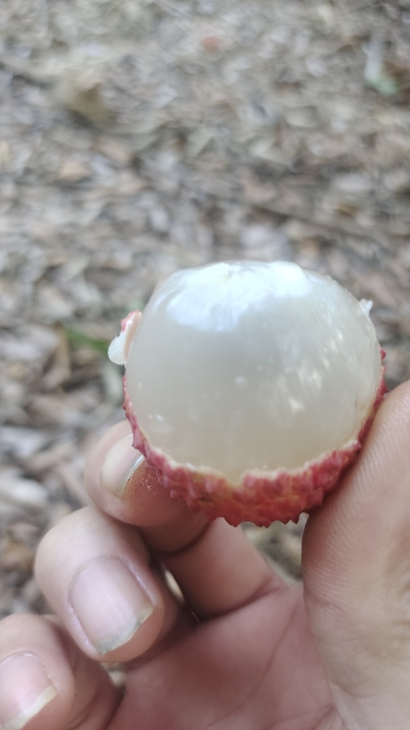 广东现摘荔枝挂味批发可来现摘