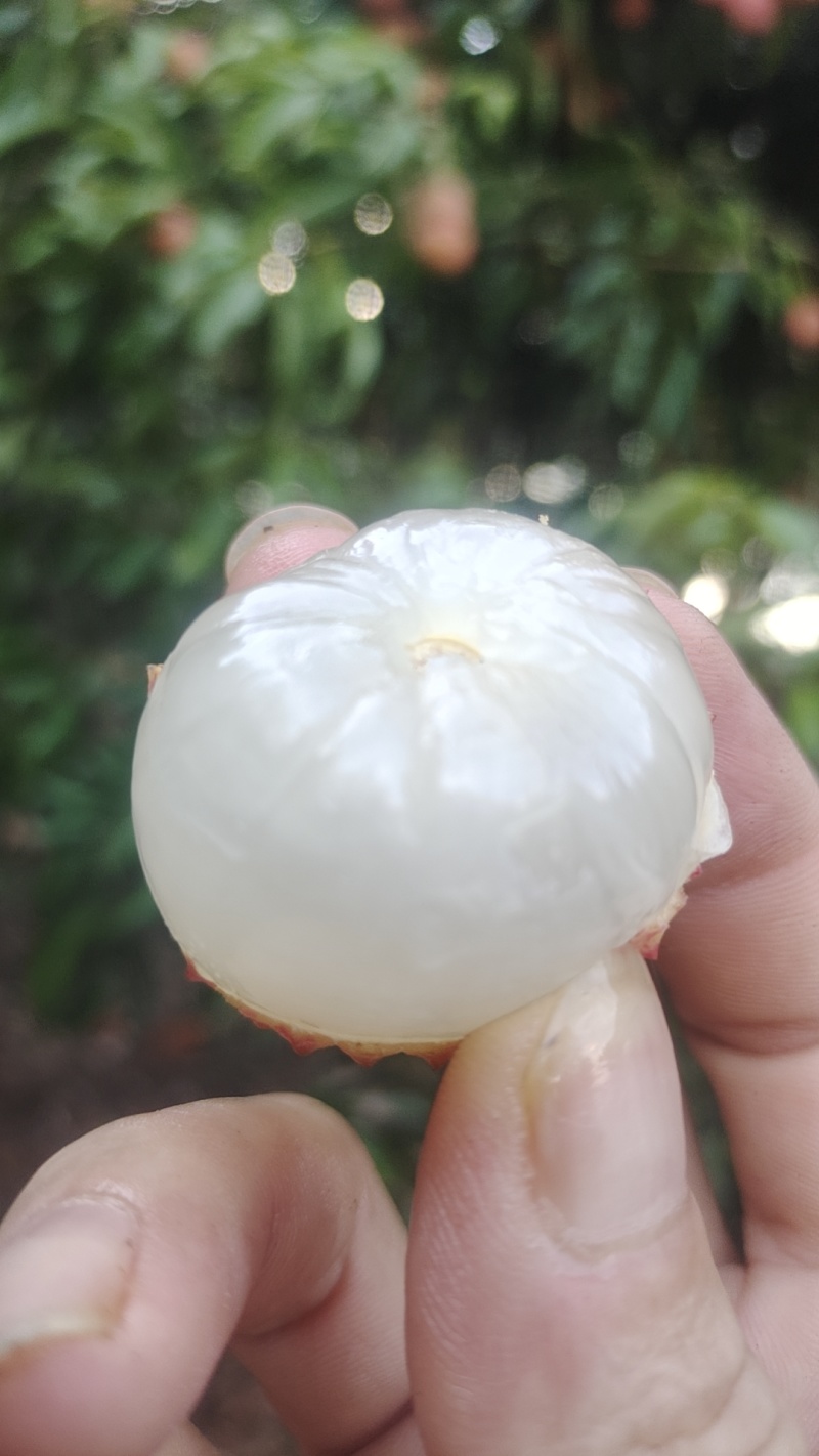 广东现摘荔枝挂味批发可来现摘