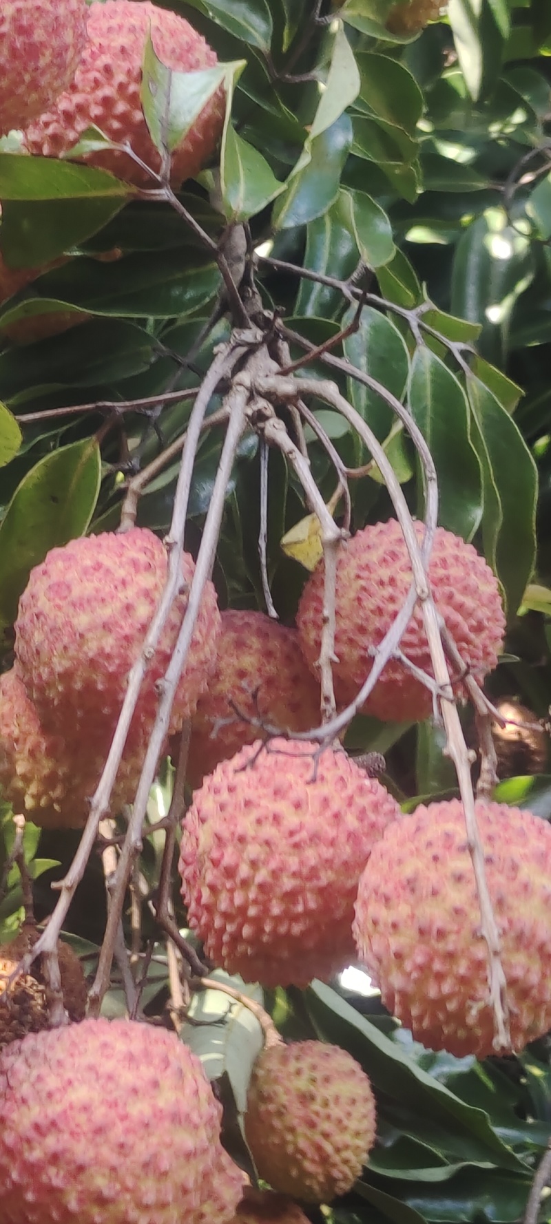 广东现摘荔枝挂味批发可来现摘