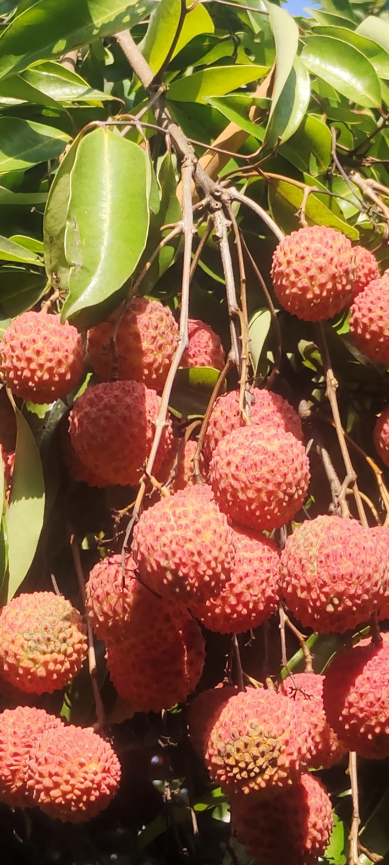广东现摘荔枝挂味批发可来现摘