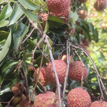 广东现摘荔枝挂味批发可来现摘