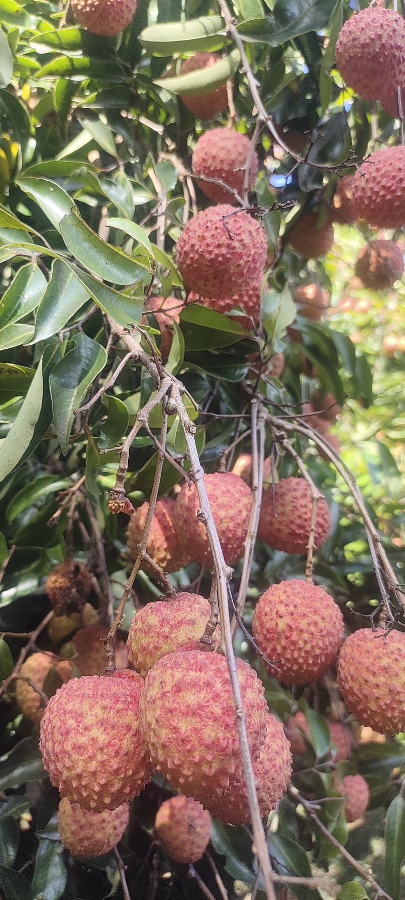 广东现摘荔枝挂味批发可来现摘