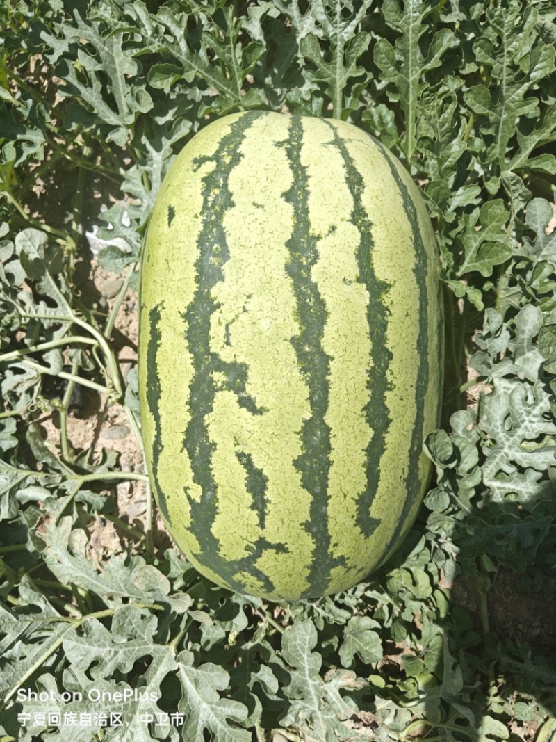 宁夏硒砂瓜大量上市，皮薄糖度高一手货源欢迎采购