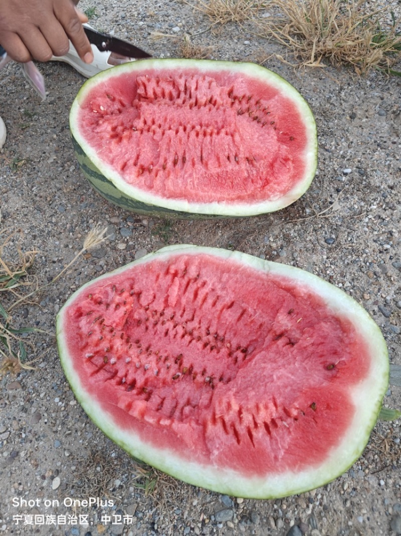 宁夏硒砂瓜大量上市，皮薄糖度高一手货源欢迎采购