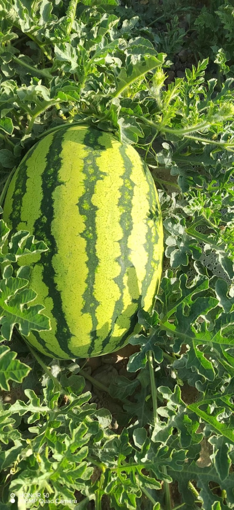 宁夏硒砂瓜大量上市，皮薄糖度高一手货源欢迎采购