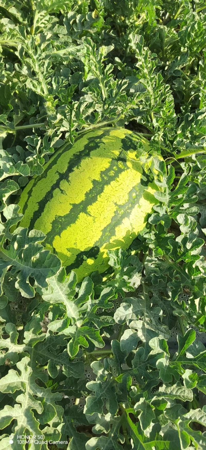 宁夏硒砂瓜大量上市，皮薄糖度高一手货源欢迎采购