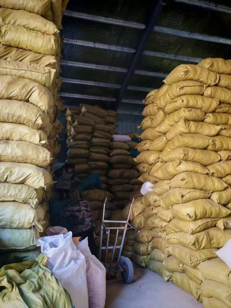 山东西瓜叉子大量供应厂家直发品质保证全国包邮下单