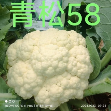 {诚信商家}美都西瓜苗，成活率高，技术指导，基地直发。