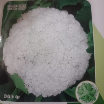 {诚信商家}L600西瓜苗，成活率高技术指导，基地直发。