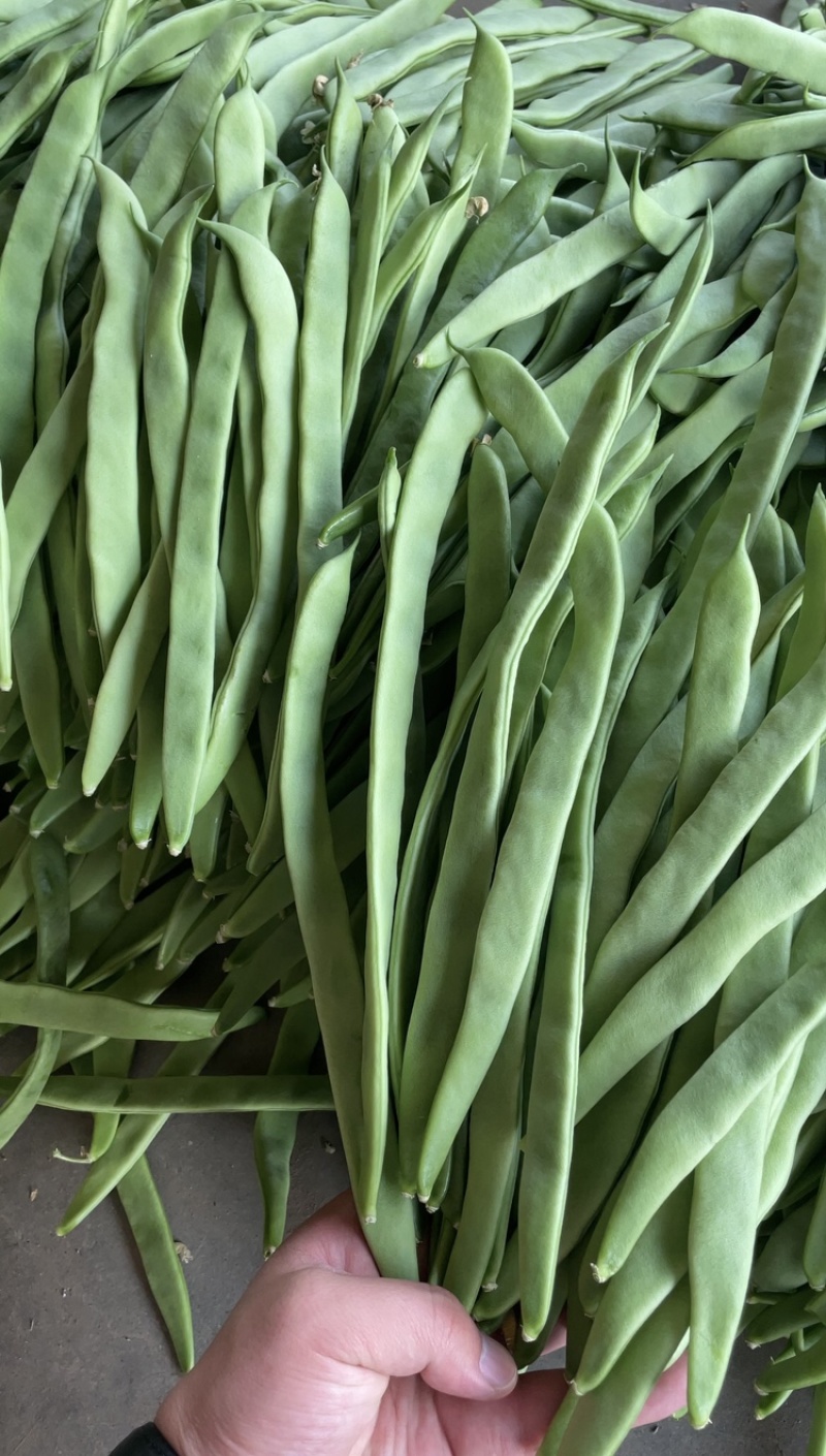 绿扁豆山西扁豆扁芸豆扁豆角地头现摘现发对接各大商超