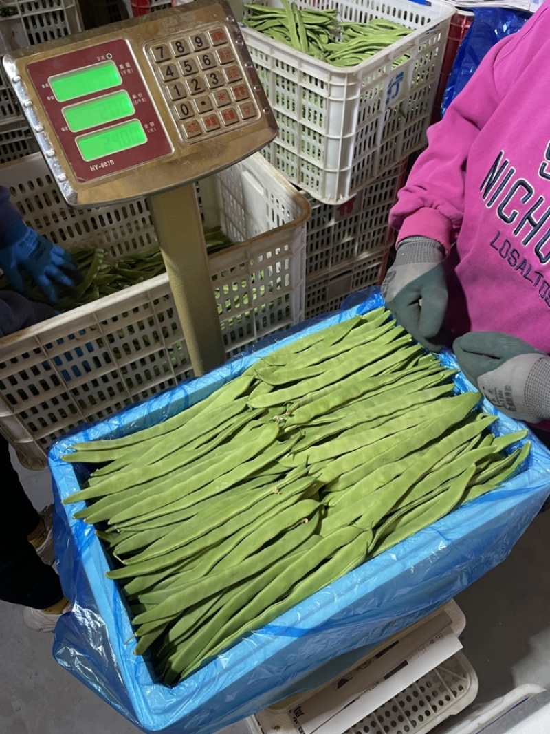 绿扁豆山西扁豆扁芸豆扁豆角地头现摘现发对接各大商超