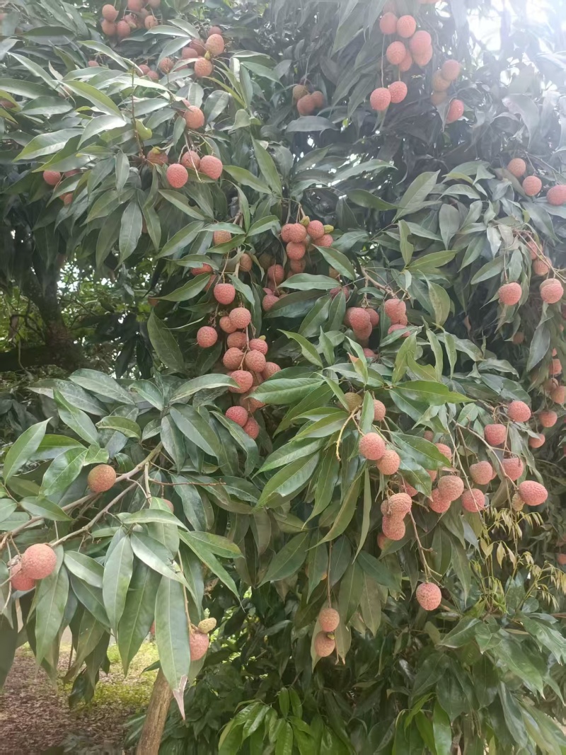 福建荔枝大量供应，可一件代发，品质保证，量大从优，诚信经