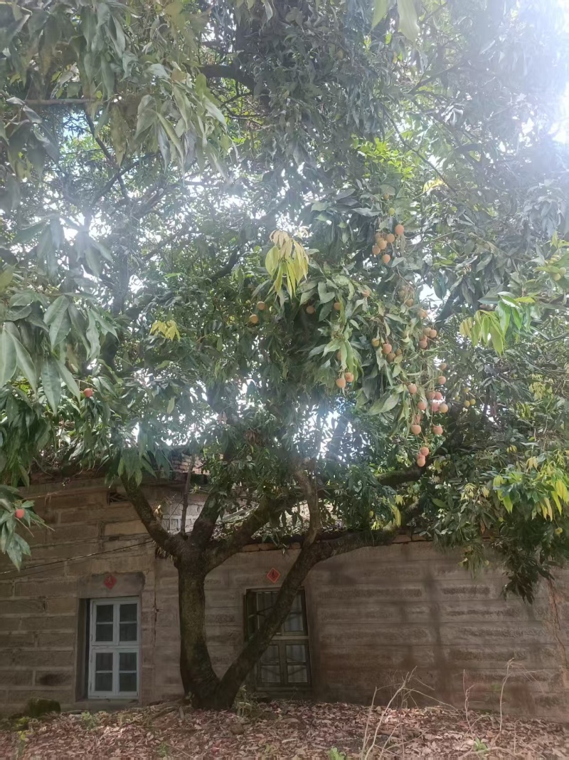 福建荔枝大量供应，可一件代发，品质保证，量大从优，诚信经