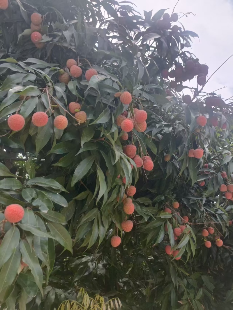 精品荔枝已上市，一手货源，品质保证，可视频看货，欢迎选购