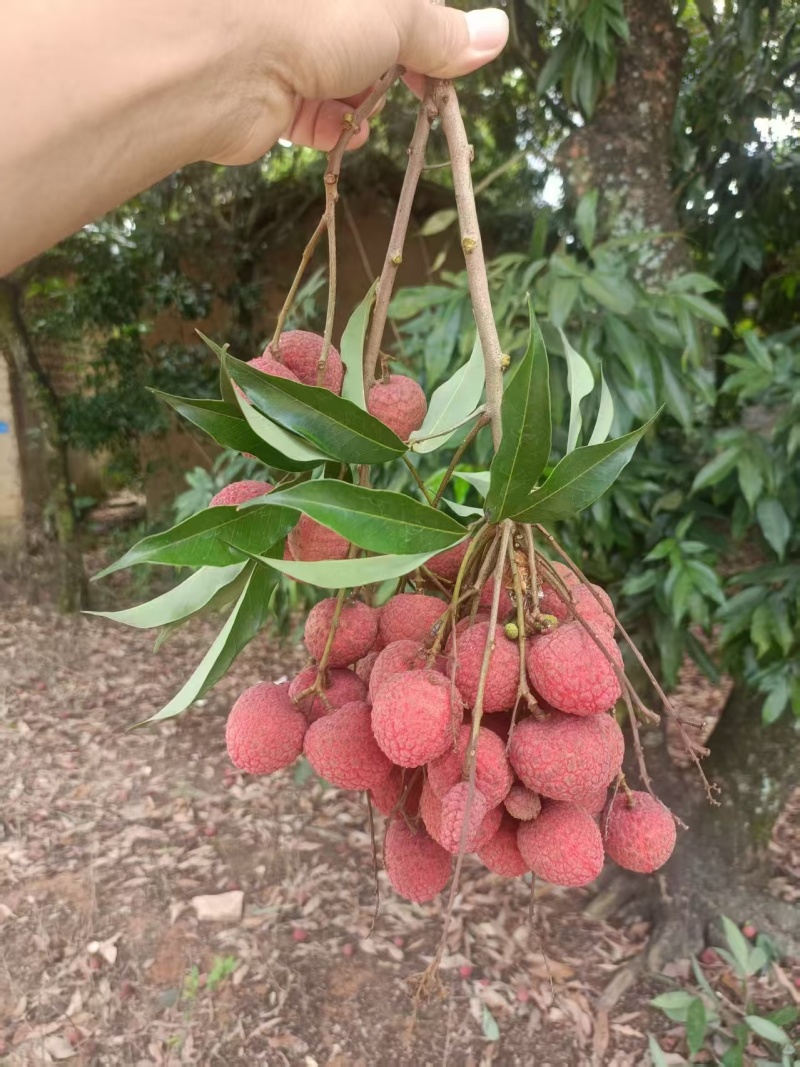 漳州荔枝品种齐全，价格实惠，量大从优，欢迎来电