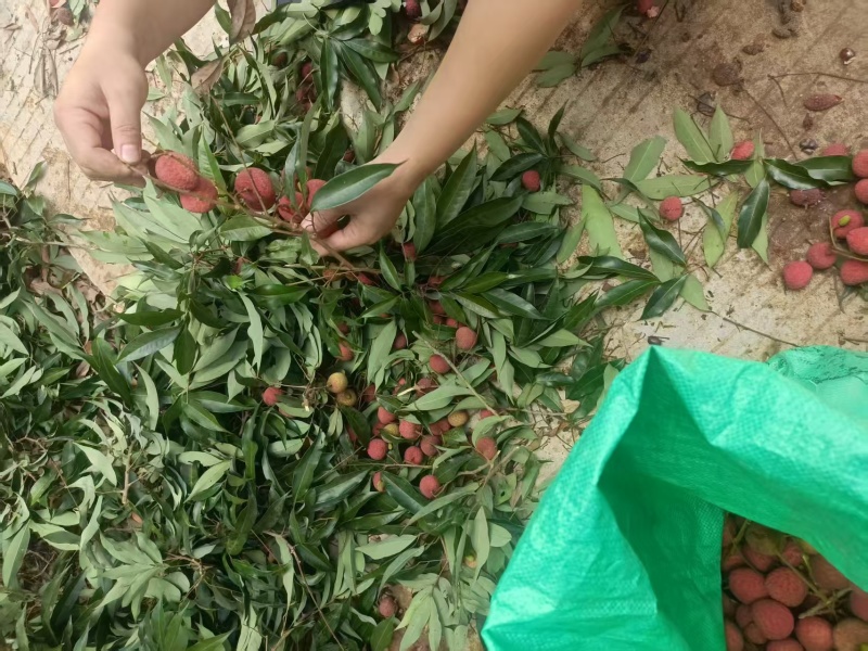 漳州荔枝品种齐全，价格实惠，量大从优，欢迎来电