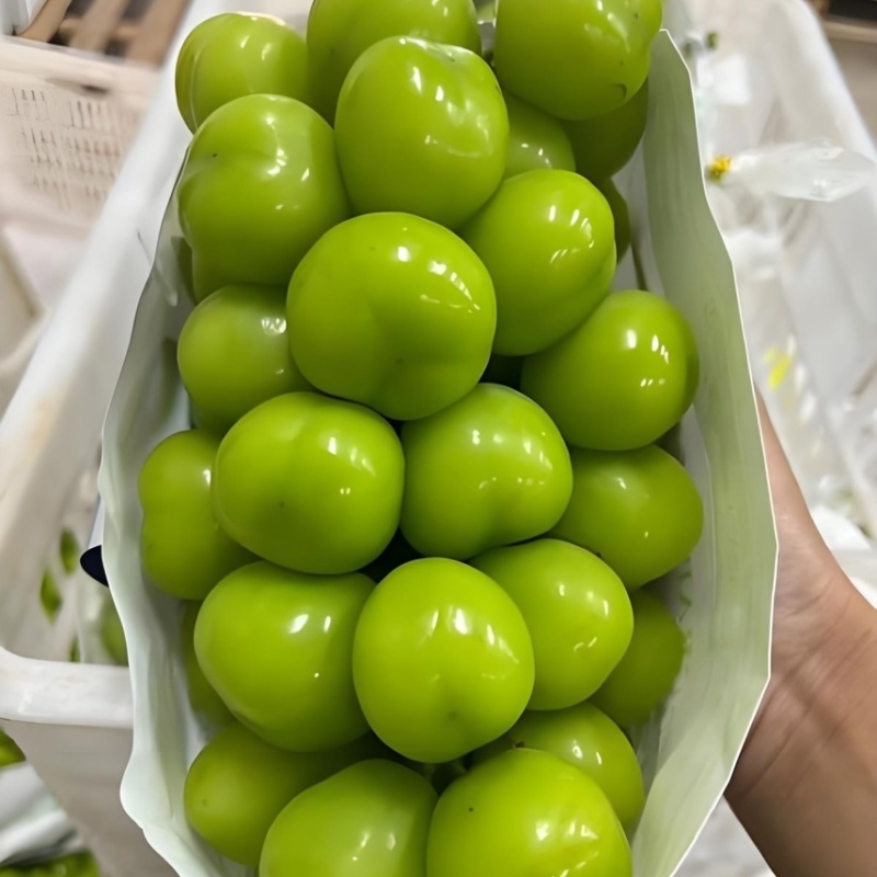 【热卖】河南夏邑精品阳光玫瑰现摘现发产地直发全国发货