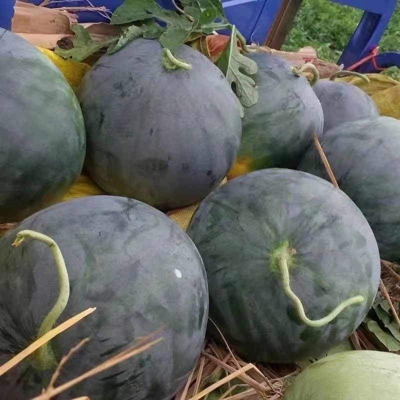 湖北黑皮无籽西瓜大量供应甘甜多汁精品新鲜采摘质量三包