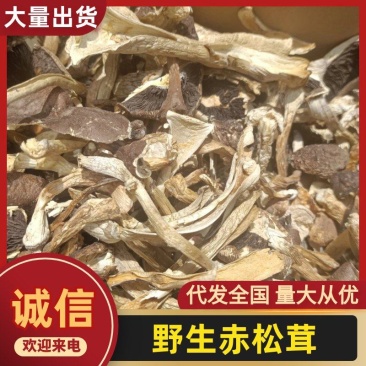 干赤松茸大量现货供应规格齐全品质保证，可视频看货代发全国