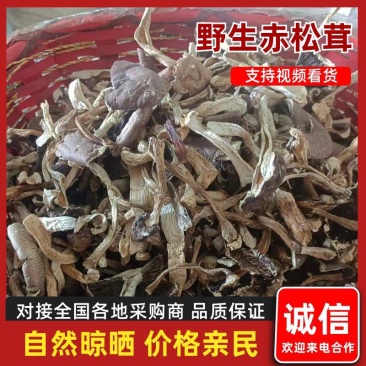 四川野生赤松茸一手货源，规格齐全，可视频看货代发全国
