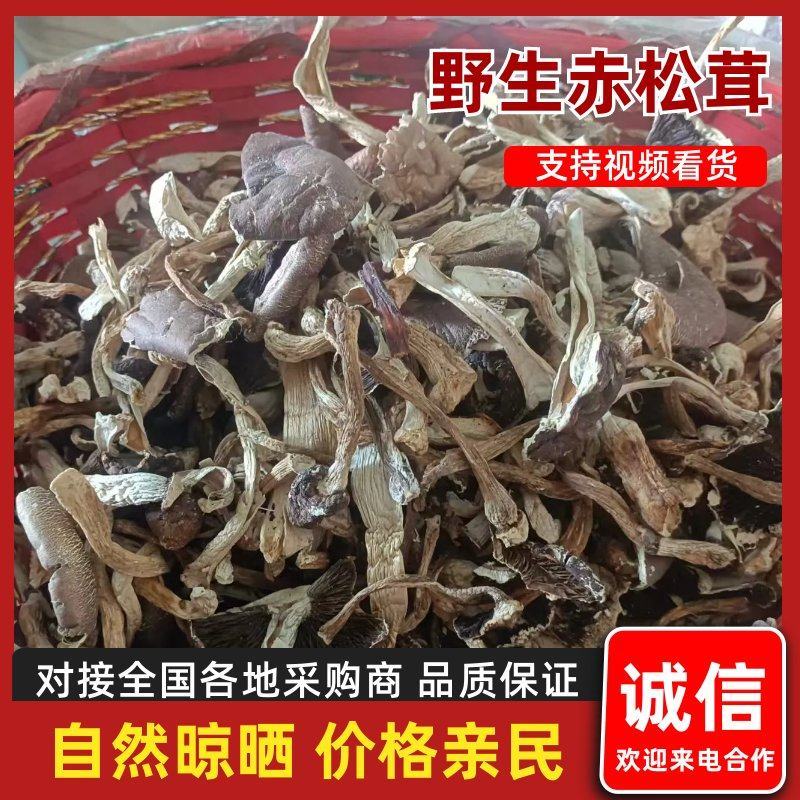 四川野生赤松茸一手货源，规格齐全，可视频看货代发全国