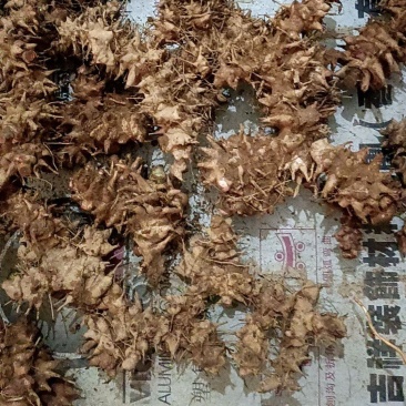 金刚藤/天然野生货