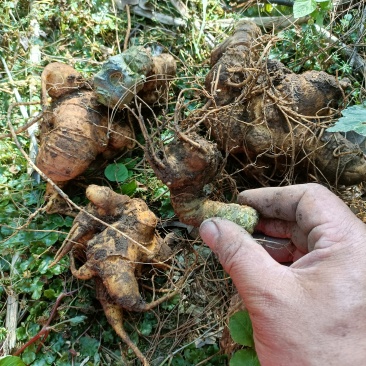 云南高产量高含量竹节参种籽