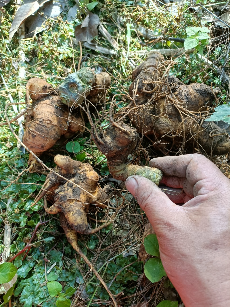 云南高产量高含量竹节参种籽