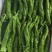 辣椒陕西定边精品薄皮螺丝椒适合市场餐饮及电商支持视频看货
