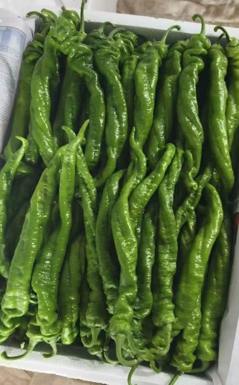 辣椒陕西定边精品薄皮螺丝椒适合市场餐饮及电商支持视频看货