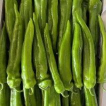 辣椒陕北定边牛角椒6月中旬大量上市支持各种包装视频看货