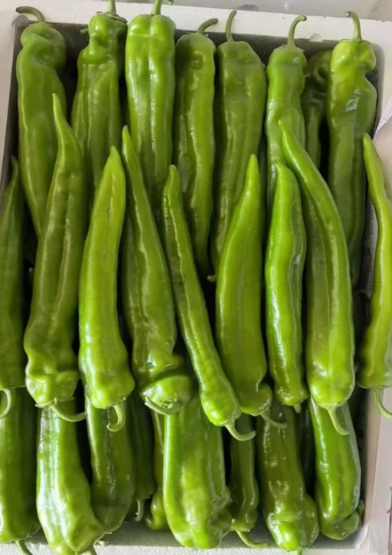 辣椒陕北定边牛角椒6月中旬大量上市支持各种包装视频看货