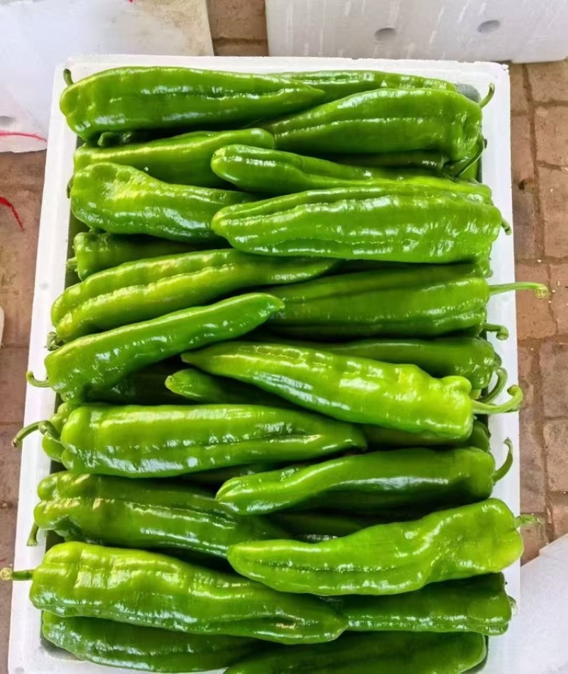 辣椒陕北定边牛角椒6月中旬大量上市支持各种包装视频看货