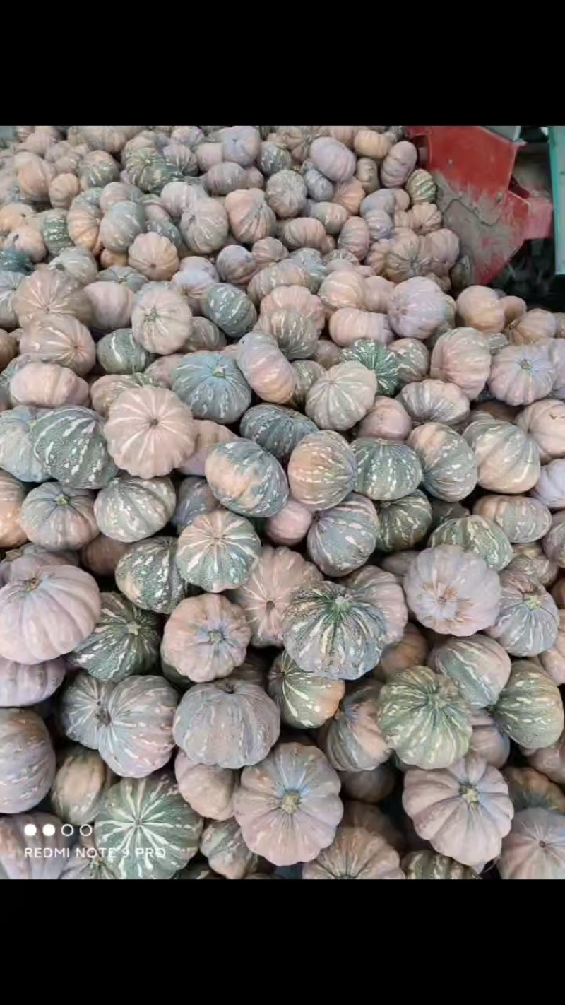 湖北盘龙南瓜/小圆南瓜/对接商超档口甘甜软糯欢迎
