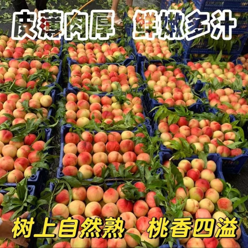 突围桃实力推荐河南桃子产地货源量大从优对接全国