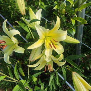北京大棚现货百合花，黄天霸，竞争