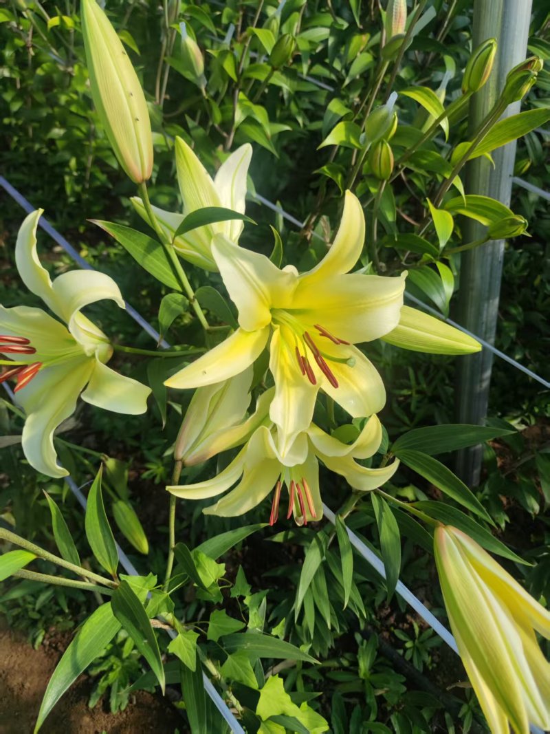 北京大棚现货百合花，黄天霸，竞争