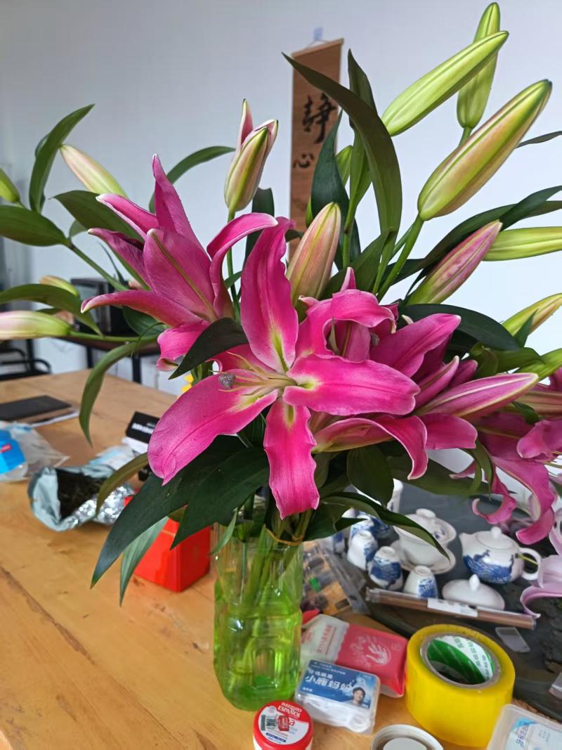 北京大棚现货百合花，黄天霸，竞争