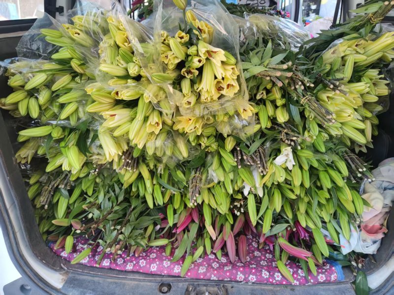 北京大棚现货百合花，黄天霸，竞争