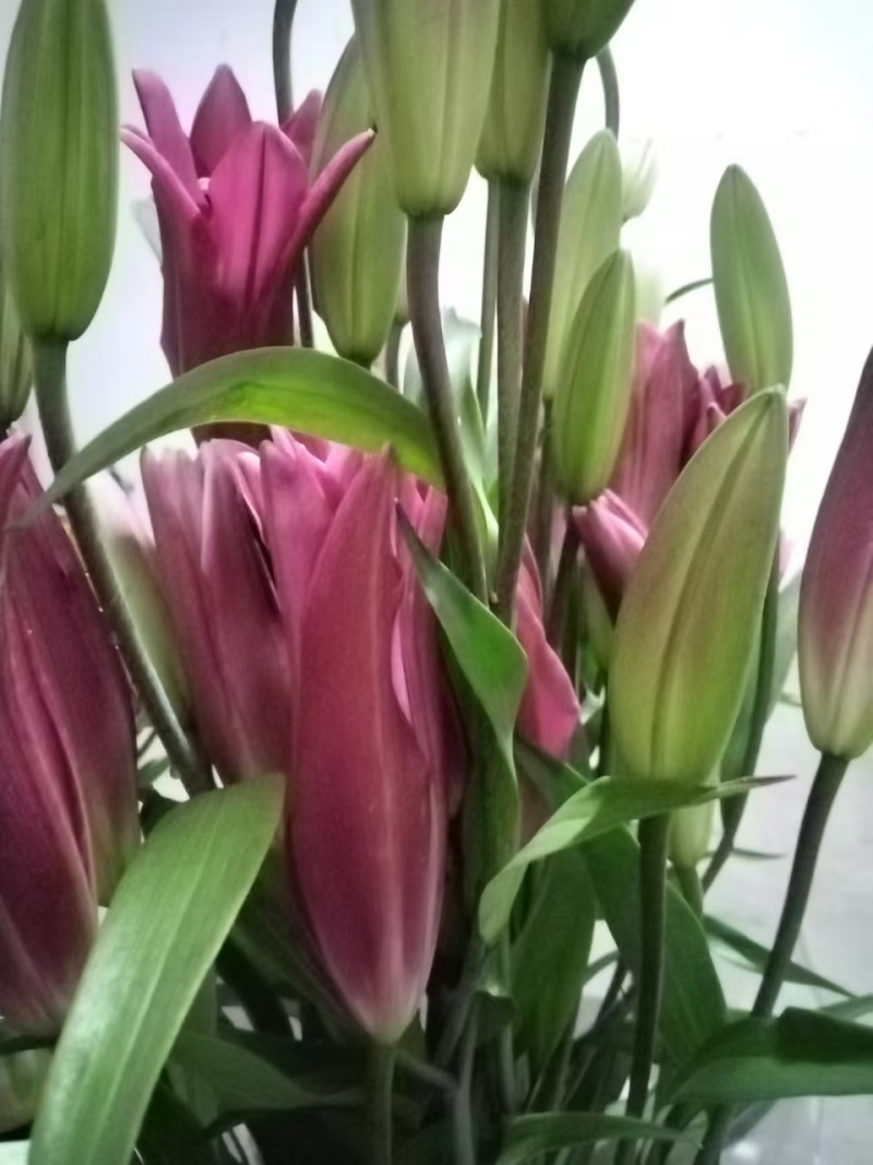 北京大棚现货百合花，黄天霸，竞争
