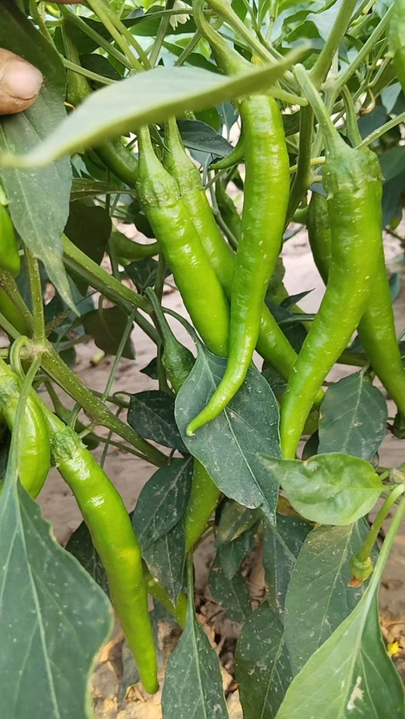 鲜辣椒可装箱淹渍大量现货