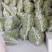 鲜辣椒可装箱淹渍大量现货